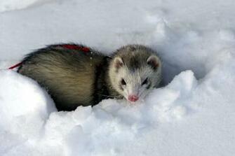 Cute Black Eyed White Ferret Ferrets Wallpaper