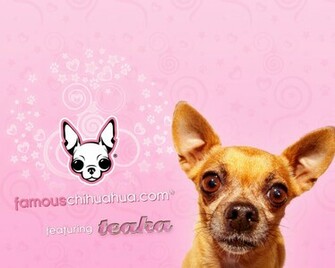Famous Chihuahua Wallpaper