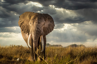 Elephant 4k Wildlife Rare Gallery HD Wallpaper