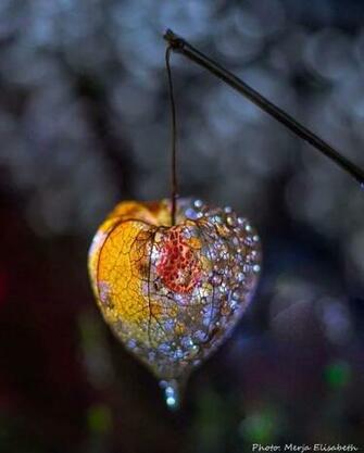 Present Creativity Art Flori In Cool Pictures For