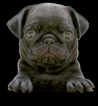 Black Pug Wallpaper Weddingdressin