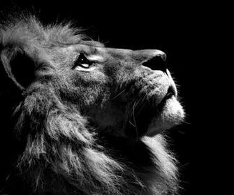Lion Screensaver Wallpaper