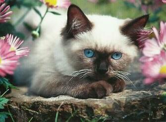 Siamese Kitten Wallpaper