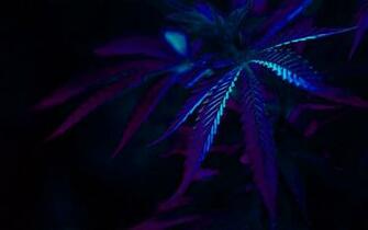 Marijuana Dope Wallpaper Moods Love HD Art Car