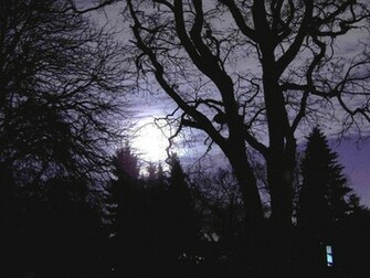 Scary Forest Background Wallpaper HD
