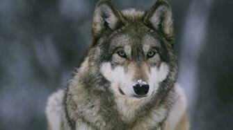 Wolf Wallpaper HD