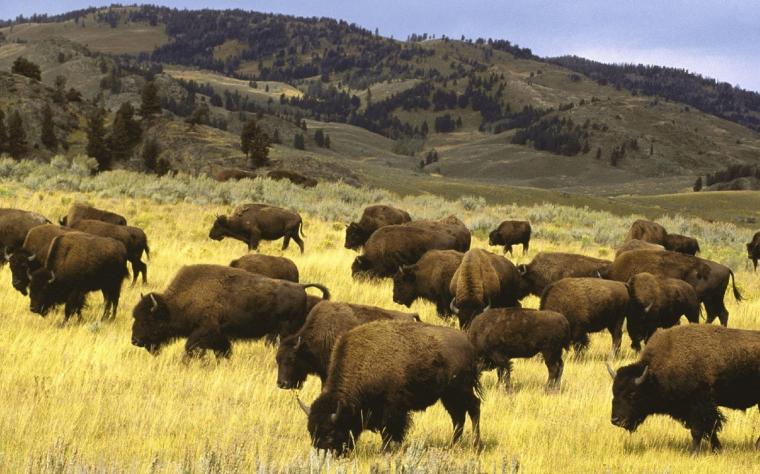 American Buffalo Hudson Valley Geologist