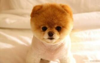 Animaux Chiens Boo Pomeranian Papier Peint Allwallpaper In