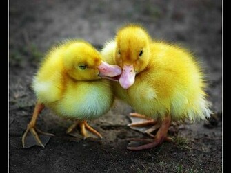 Baby Duck Wallpaper