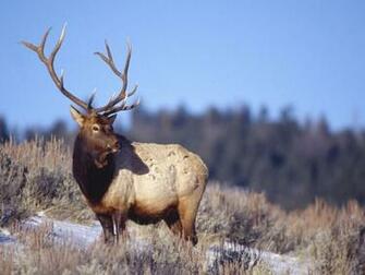 Bull Elk Wallpaper HD S