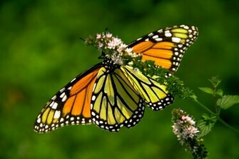 Monarch Butterfly HD Wallpaper