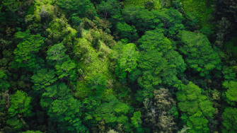 Forest Wallpaper