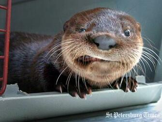 Baby Otter Computer Background