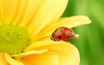 Wallpaper Sunflower HD Background Desktop