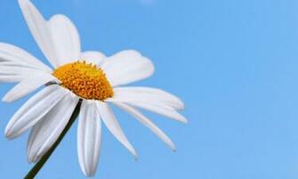 Daisy Wallpaper Image Photos Pictures Background