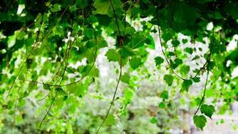 Ivy Vine Wallpaper