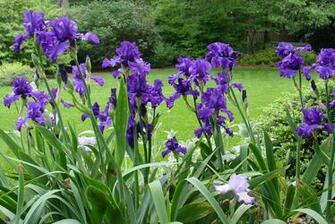 Garden Photo Of The Day Jul