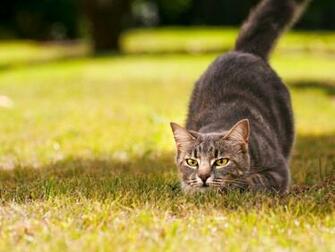 Wallpaper Hunting Cat Desktop Background