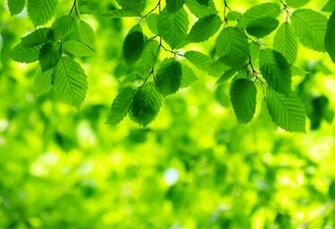 Home About Green Tourism Leaves On Background