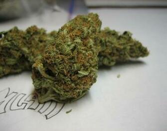 Probably Best Bud Ive Had HD Weed Wallpaper