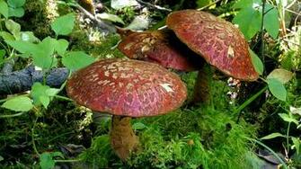 Fungi Wallpaper
