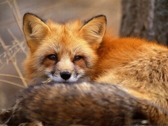 Wallpaper For Desktop Red Fox