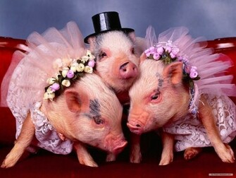 Pig Wallpaper