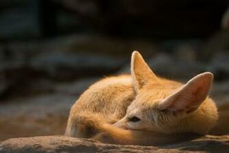 4k Ultra HD Fennec Fox Wallpaper Background Image
