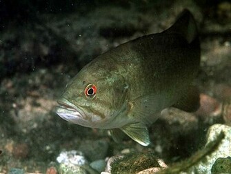 Bass Fish