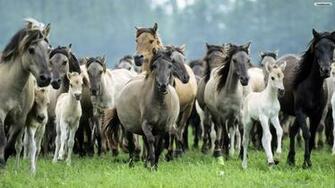 Horses Wallpaper Photo Desktop
