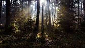 Forest Black Nature Tree