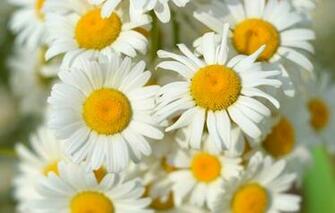 Wallpaper Daisy Flower Field Spring Flowers