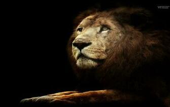 Savage Safari African Wild Life Best Wallpaper Top