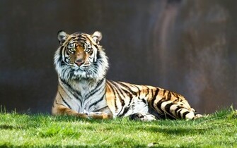 Animals In Grassland Wallpaper World