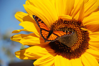 Monarch Butterfly On Yellow Sunflower Wdnl1gvsxchohrb7 Wallpaper