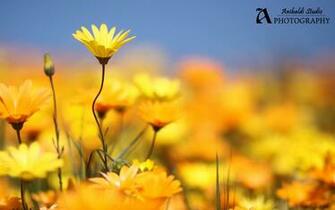 Spring Flowers Wallpaper HD Pretty