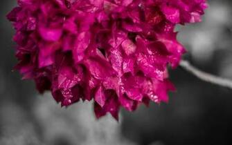 Bougainvillea Wallpaper