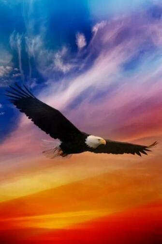 Martin Fordham On Eagle Wallpaper Animals