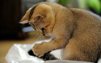 Cat Widescreen HD Wallpaper Resolotion 600px 000px Tags Cats