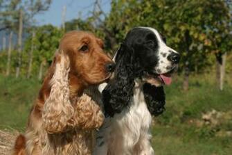 Cocker Spaniel Spockthedog