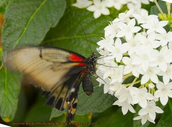 Beautiful Wallpaper Butterflies