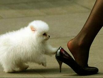 Funny Dog Wallpaper Computer S