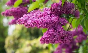 Purple Lilacs High Quality And Resolution Wallpaper On
