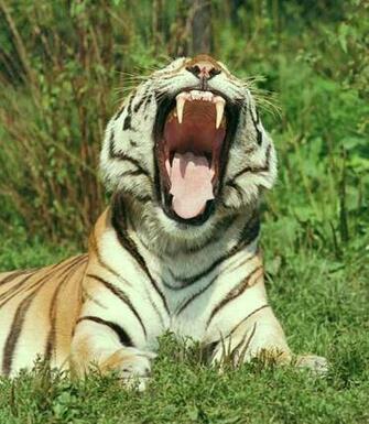 Clemson Tigers Desktop Wallpaper In HD