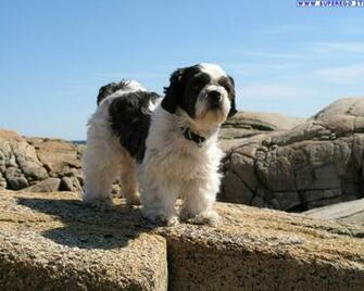 HD Wallpaper Shih Tzu Puppies Screensaver X Kb Jpeg