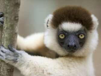 Beautiful Wallpaper Monkey HD