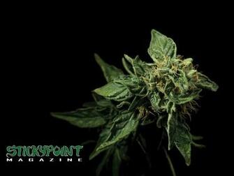Wallpaper Cannabis