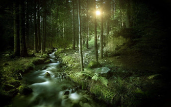 Dark Green Forest Wallpaper