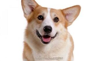 Corgi Dogs And Pembroke Welsh Puppies No Wallpaper