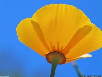 Desktop Wallpaper Flowers Background California Poppy